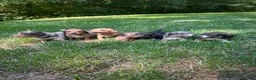 Dachshund dogs for sale: Male Two - Ad 7