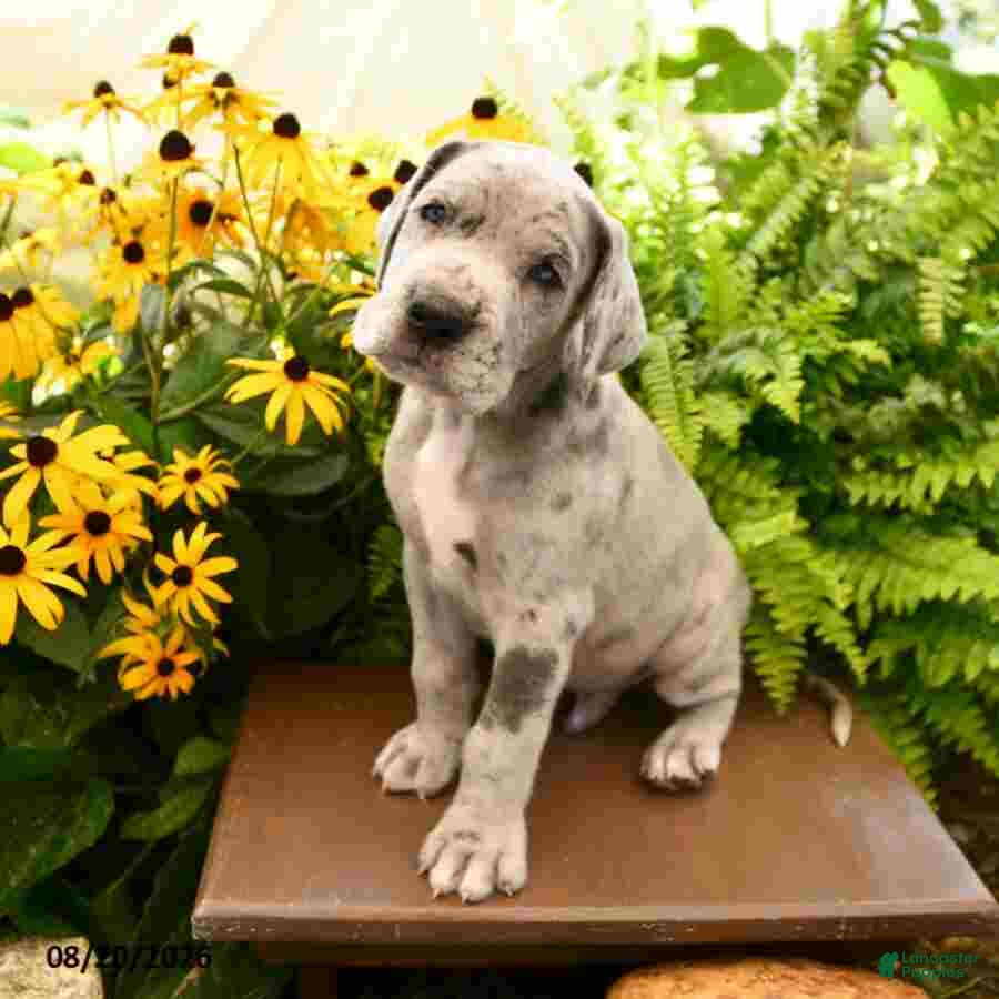 Great Dane dogs Lincoln - Ad 1