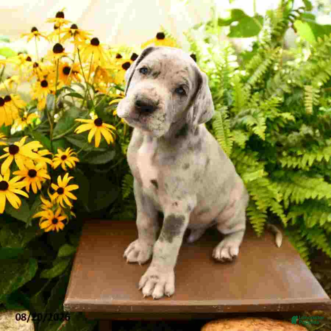 Great Dane dogs for sale: Lincoln - Ad 1
