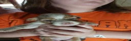 Australian Shepherd dogs for sale: 1 Chrissy - Ad 31