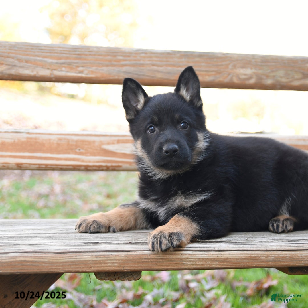 German Shepherd dogs for sale: Wiley - Ad 2