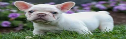 French Bulldog dogs for sale:  Fiona Rose🎀 - Ad 15