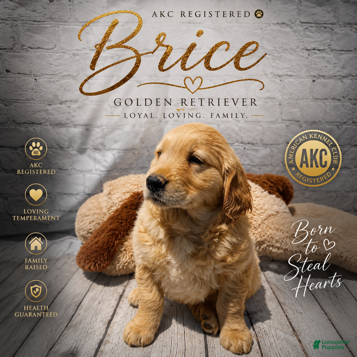 Golden Retriever dogs Brice - Ad 1