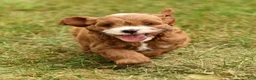 Cavapoo dogs for sale: Parker - Ad 4