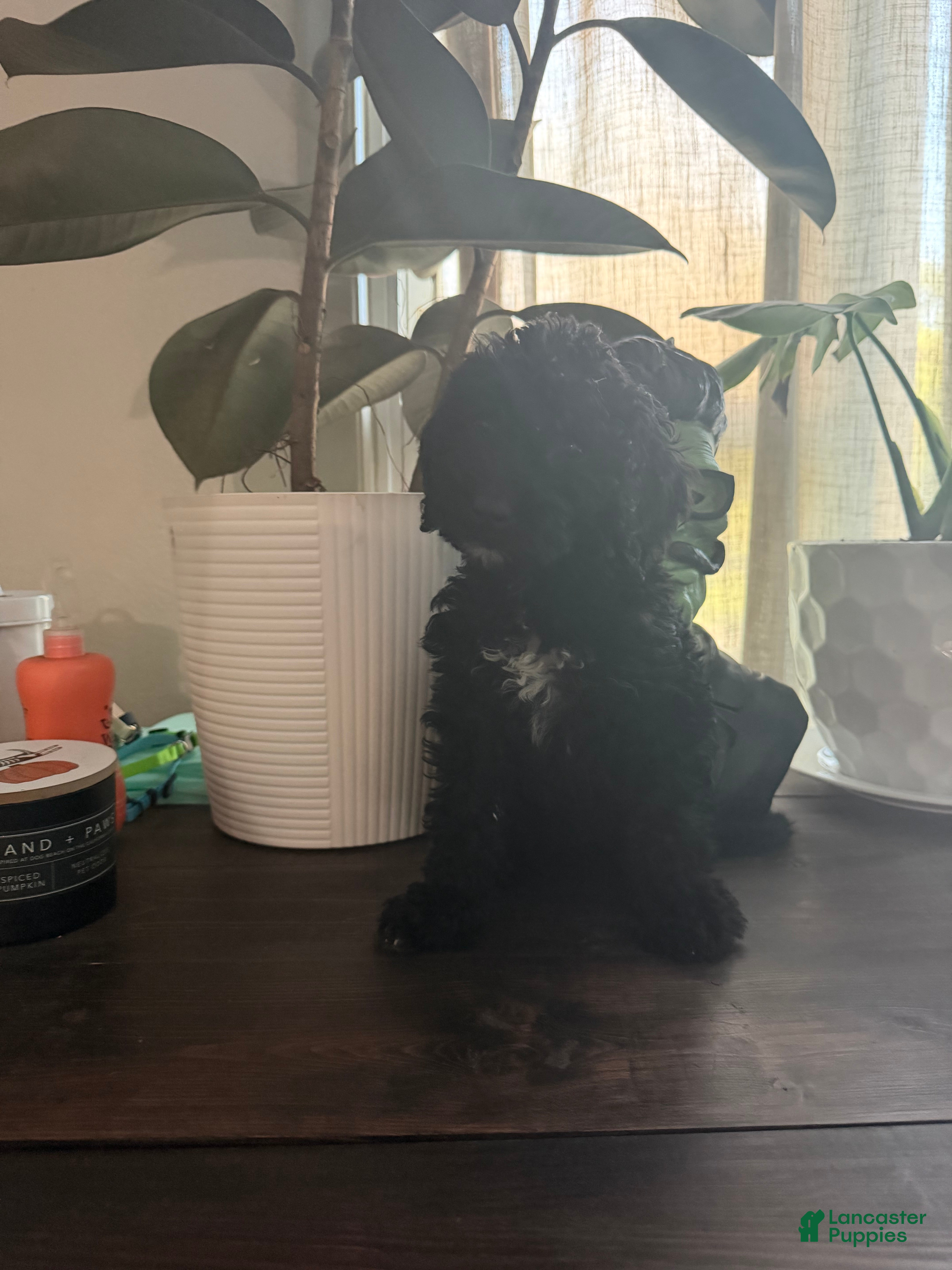 Labradoodle dogs for sale: Cardi - Ad 4