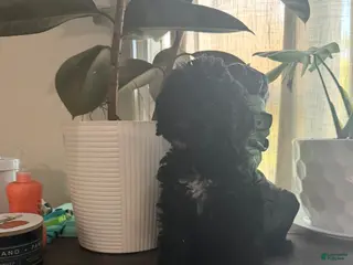Labradoodle dogs Lady - Ad 31