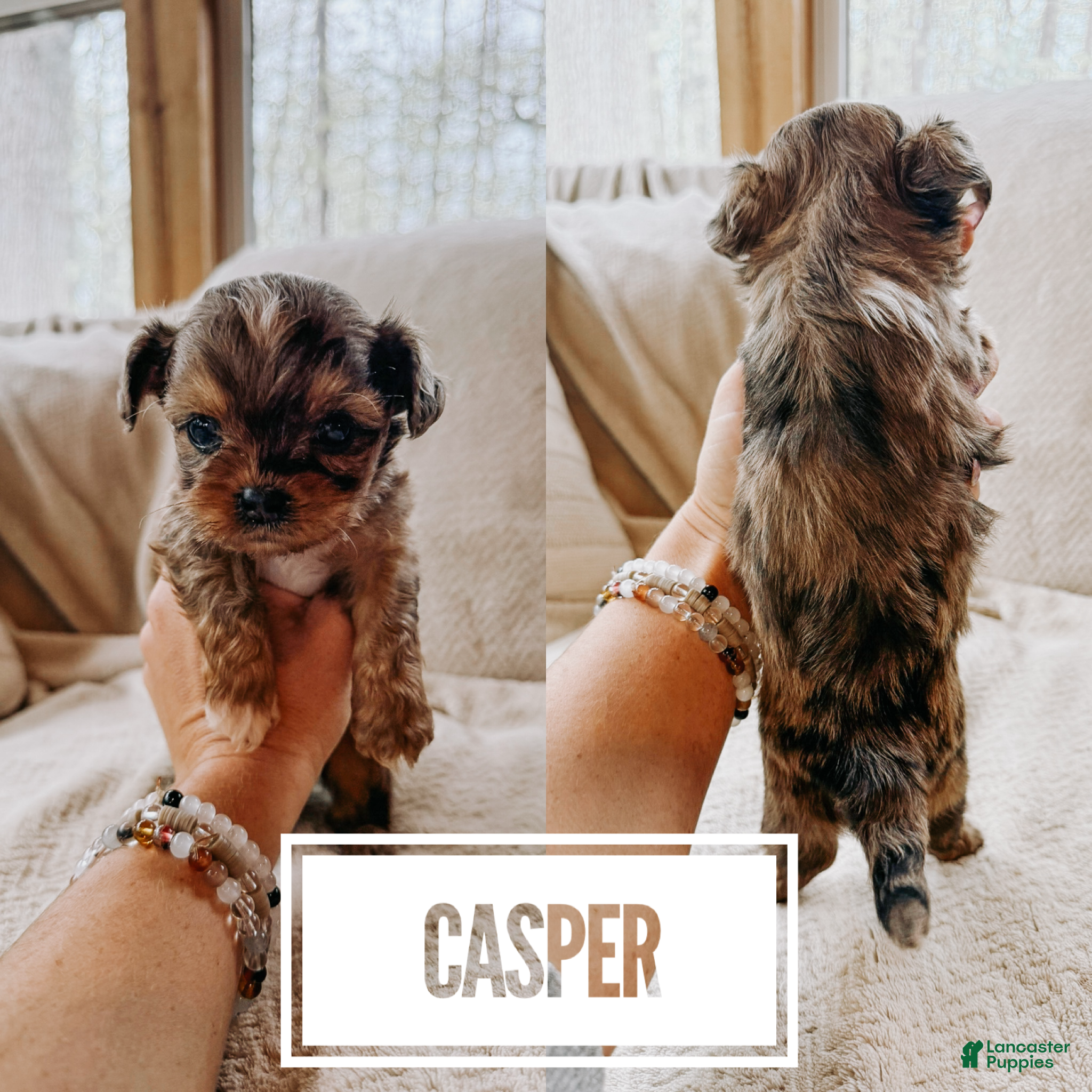 Shihpoo dogs Casper - Ad 23