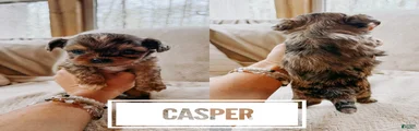 Casper