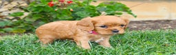 Cavalier King Charles Spaniel dogs for sale: Charlotte - Genetic Tested Parents - Ad 4