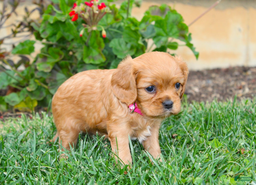 Cavalier King Charles Spaniel dogs for sale: Charlotte - Genetic Tested Parents - Ad 4