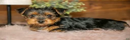 Yorkshire Terrier dogs for sale: Darcy - Ad 3