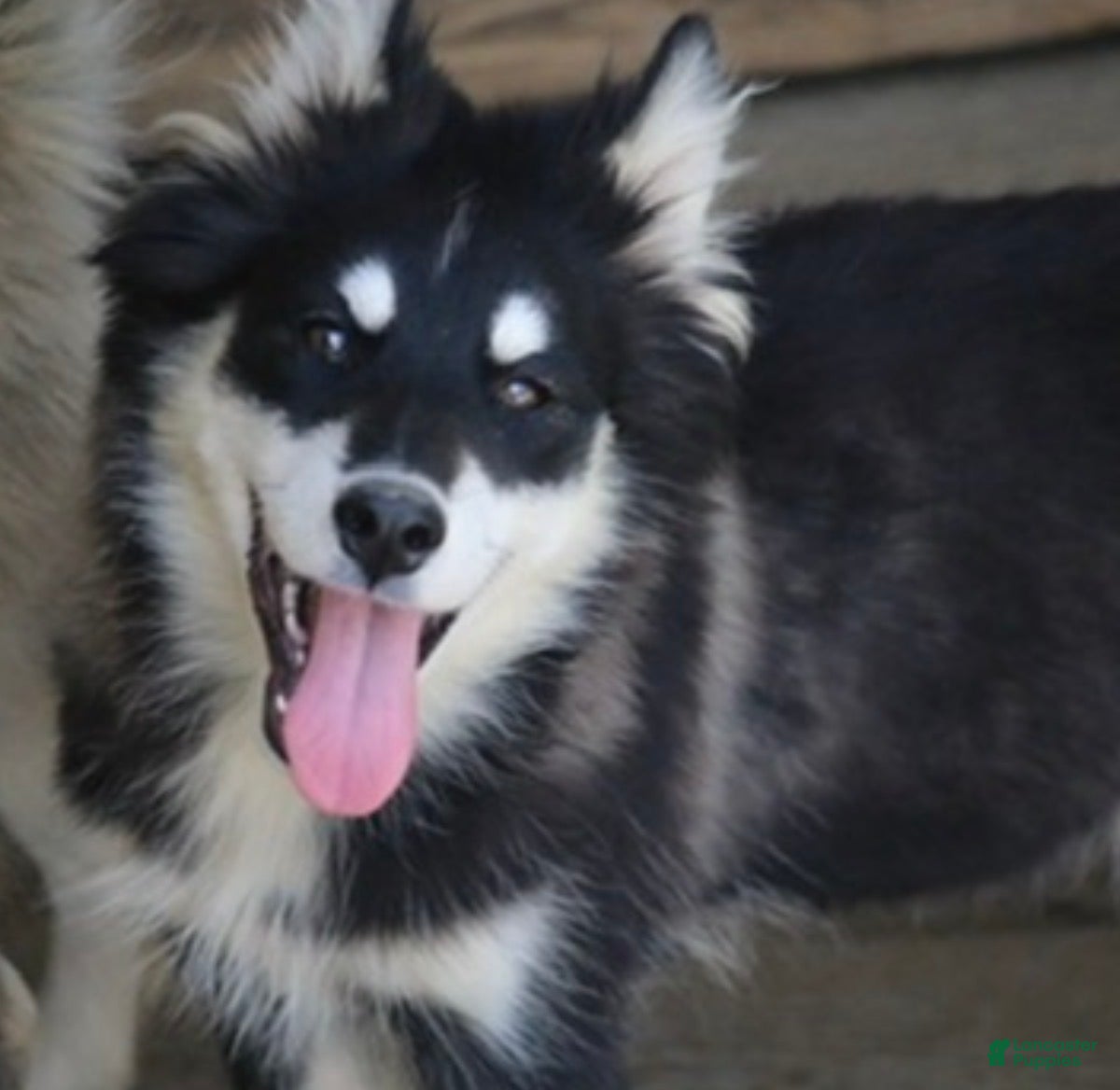 Pomsky dogs Dash - Ad 2