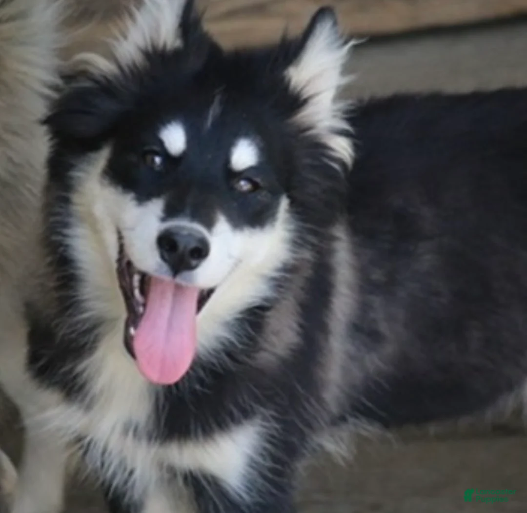 Pomsky dogs for sale: Dash - Ad 2