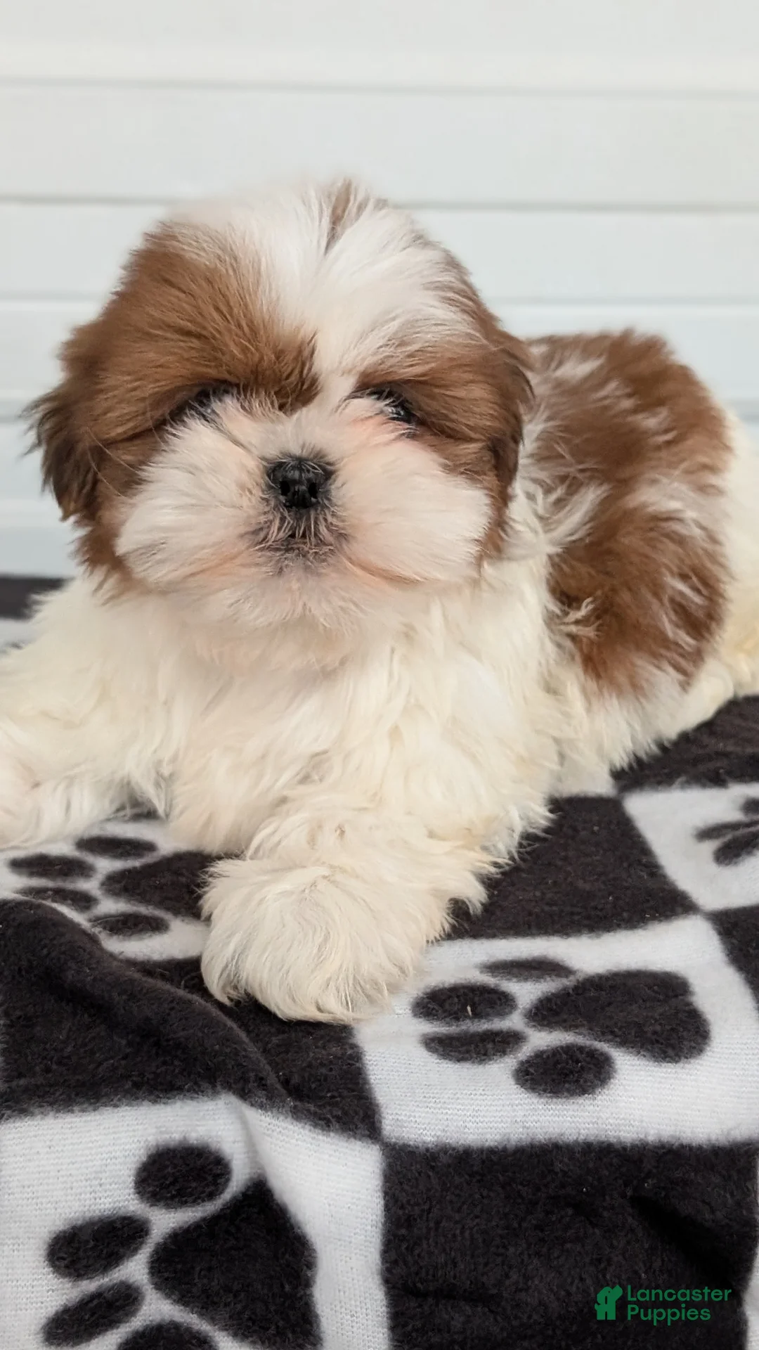 Shih Tzu dogs for sale: Parker - Ad 3