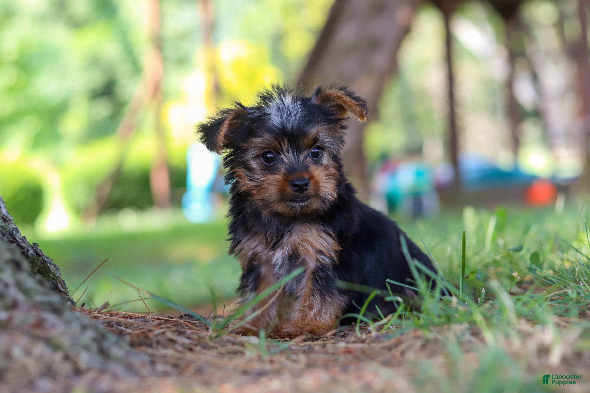 Yorkshire Terrier dogs Bentley - Ad 1
