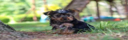 Yorkshire Terrier dogs for sale: Bentley - Ad 6