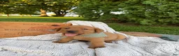 Labrador Retriever dogs for sale: Canyon - Ad 6