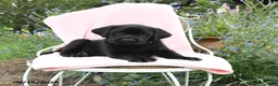 Labrador Retriever dogs for sale: Marshel - Ad 5