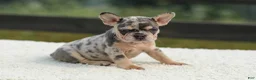 French Bulldog dogs for sale: Issy - Ad 11