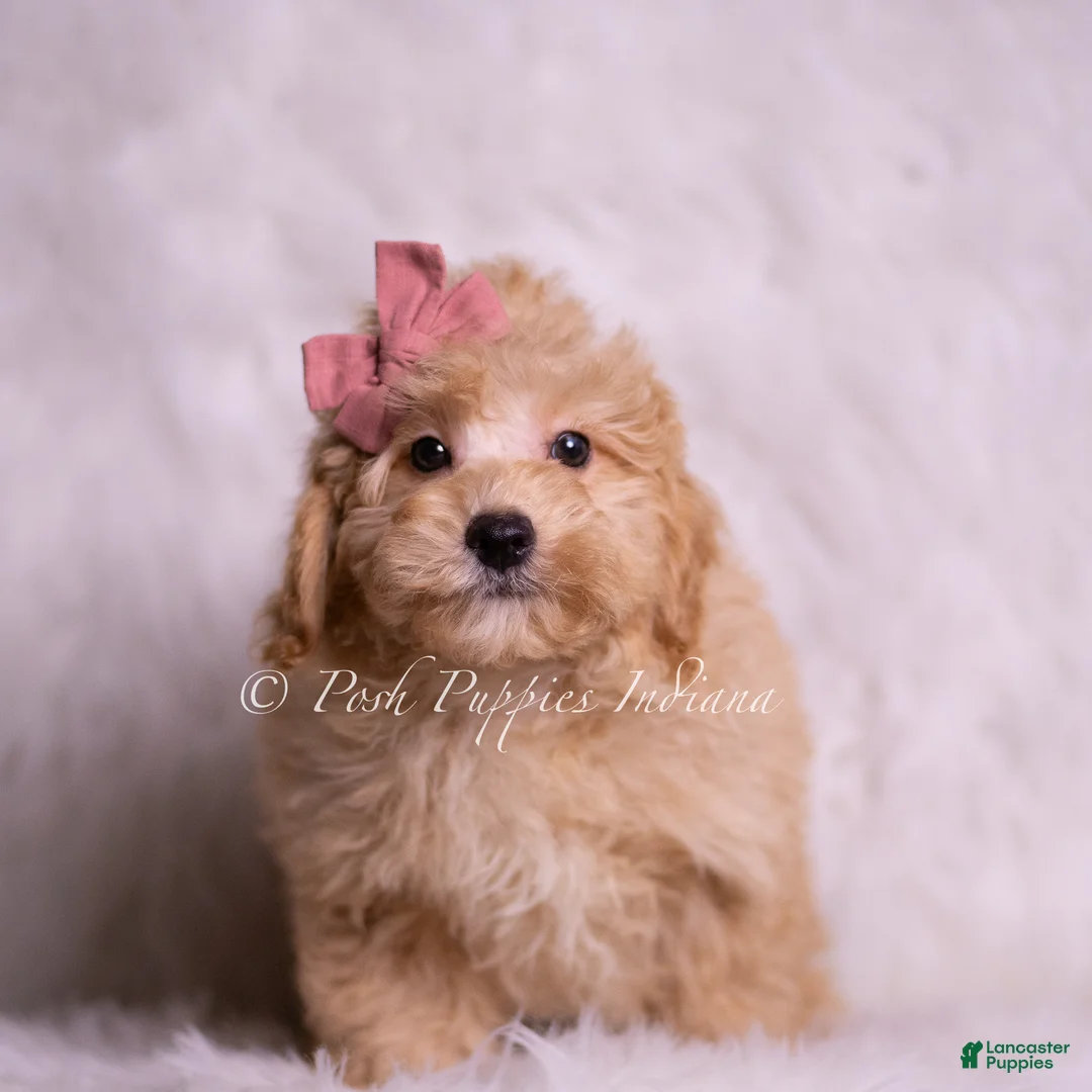 Mini Goldendoodle dogs for sale: Lina - Ad 4