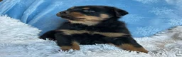 Rottweiler dogs for sale: Chase - Ad 8
