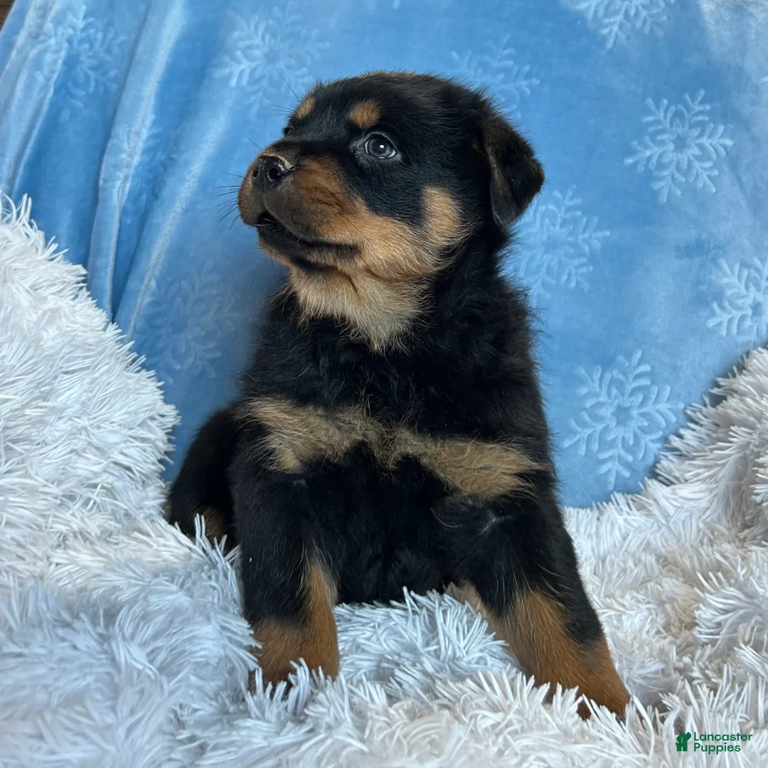 Rottweiler dogs for sale: Chase - Ad 8