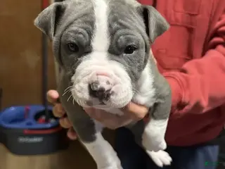 American Bully dogs for sale: JAY Z - Ad 2