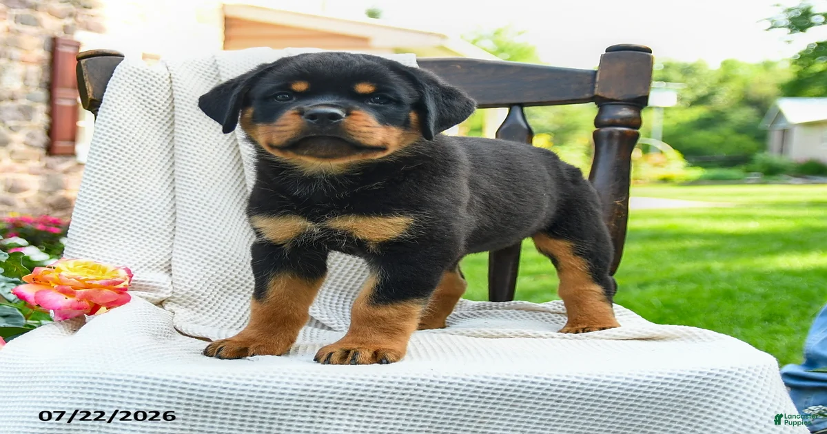 Roxy Rottweiler for sale in East Earl | Lancaster Puppies