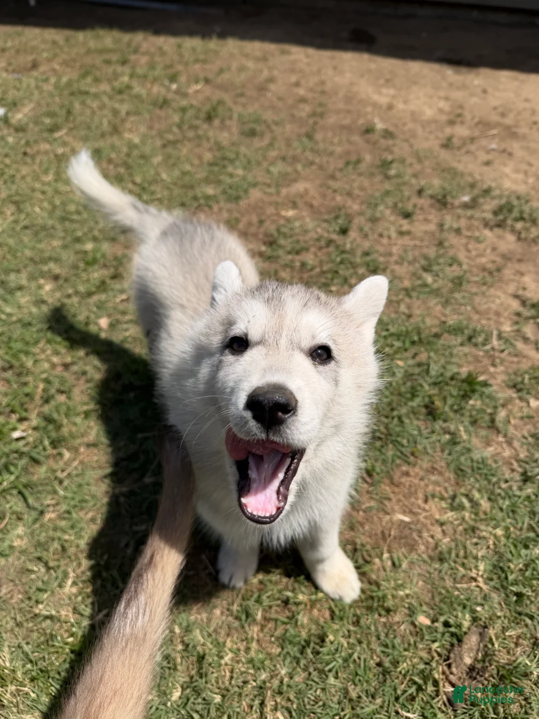 Siberian Husky Puppy 4 Siberian Husky for sale in Fresno
