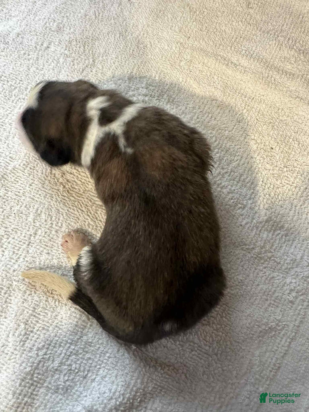 Saint Bernard dogs for sale: Puppy 3 - Ad 23