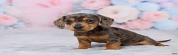 Miniature Dachshund dogs for sale: Beauty - Ad 2
