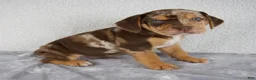 Beabull dogs for sale: Murphy - Ad 4