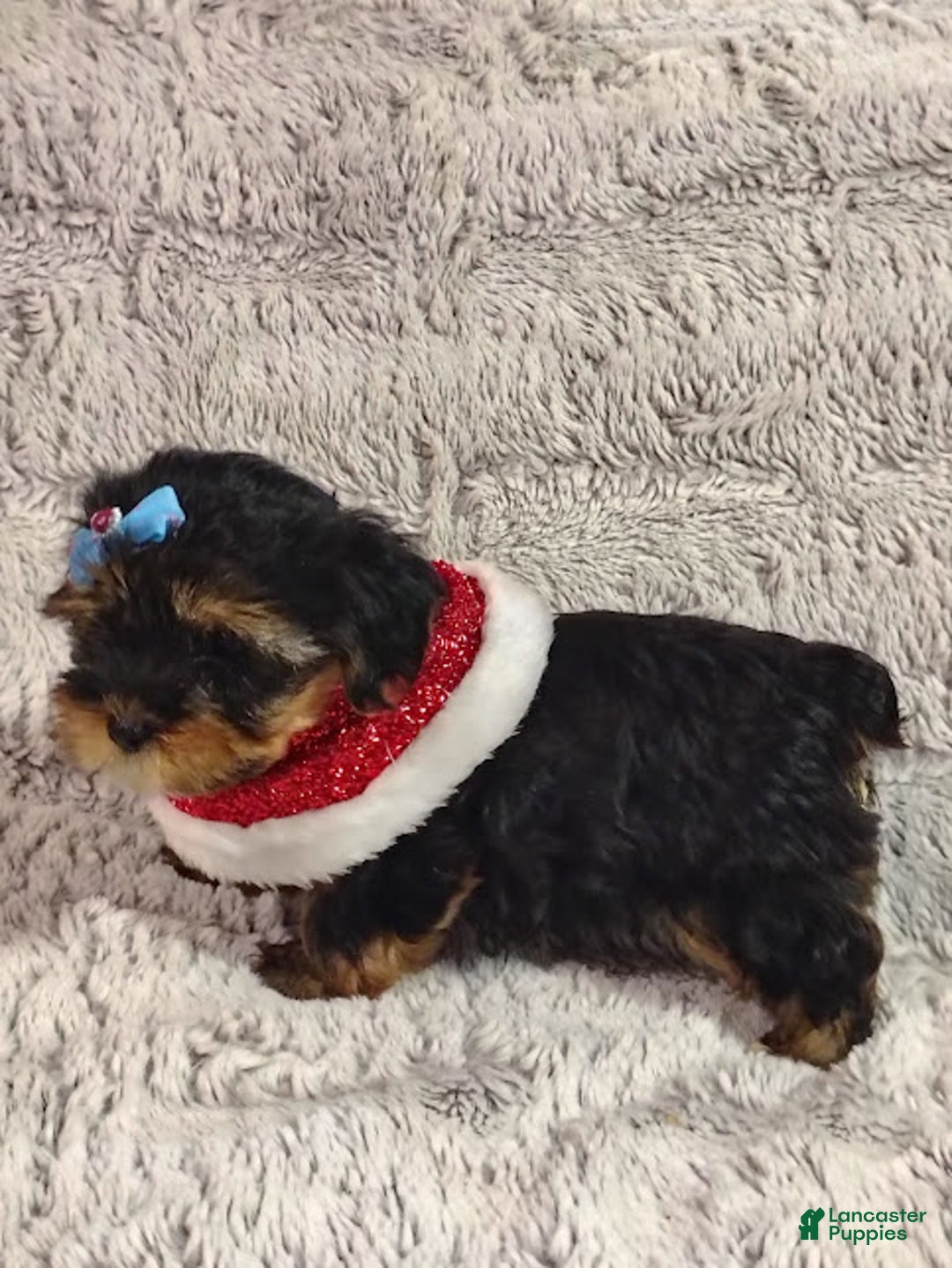 Yorkiepoo dogs for sale: Pudgy - Ad 1