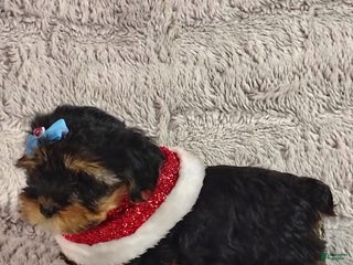 Yorkiepoo dogs Pudgy - Ad 10