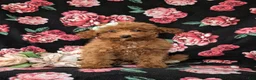 Mini Goldendoodle dogs for sale: Stefani 10 lbs full grown - Ad 2