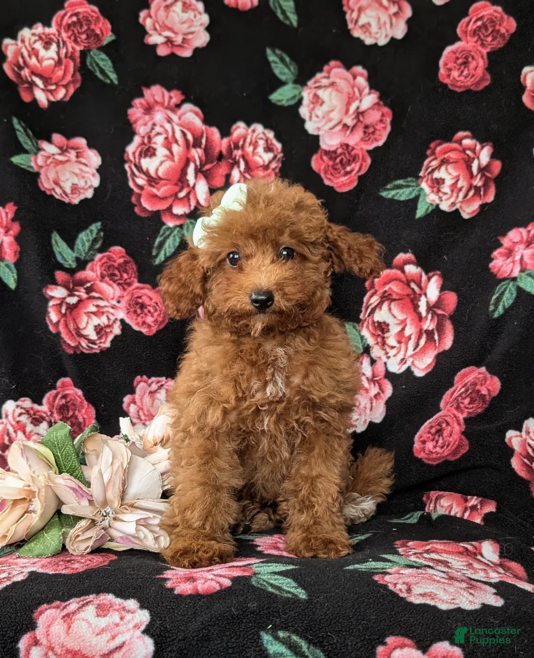 Mini Goldendoodle dogs for sale: Stefani 10 lbs full grown - Ad 2