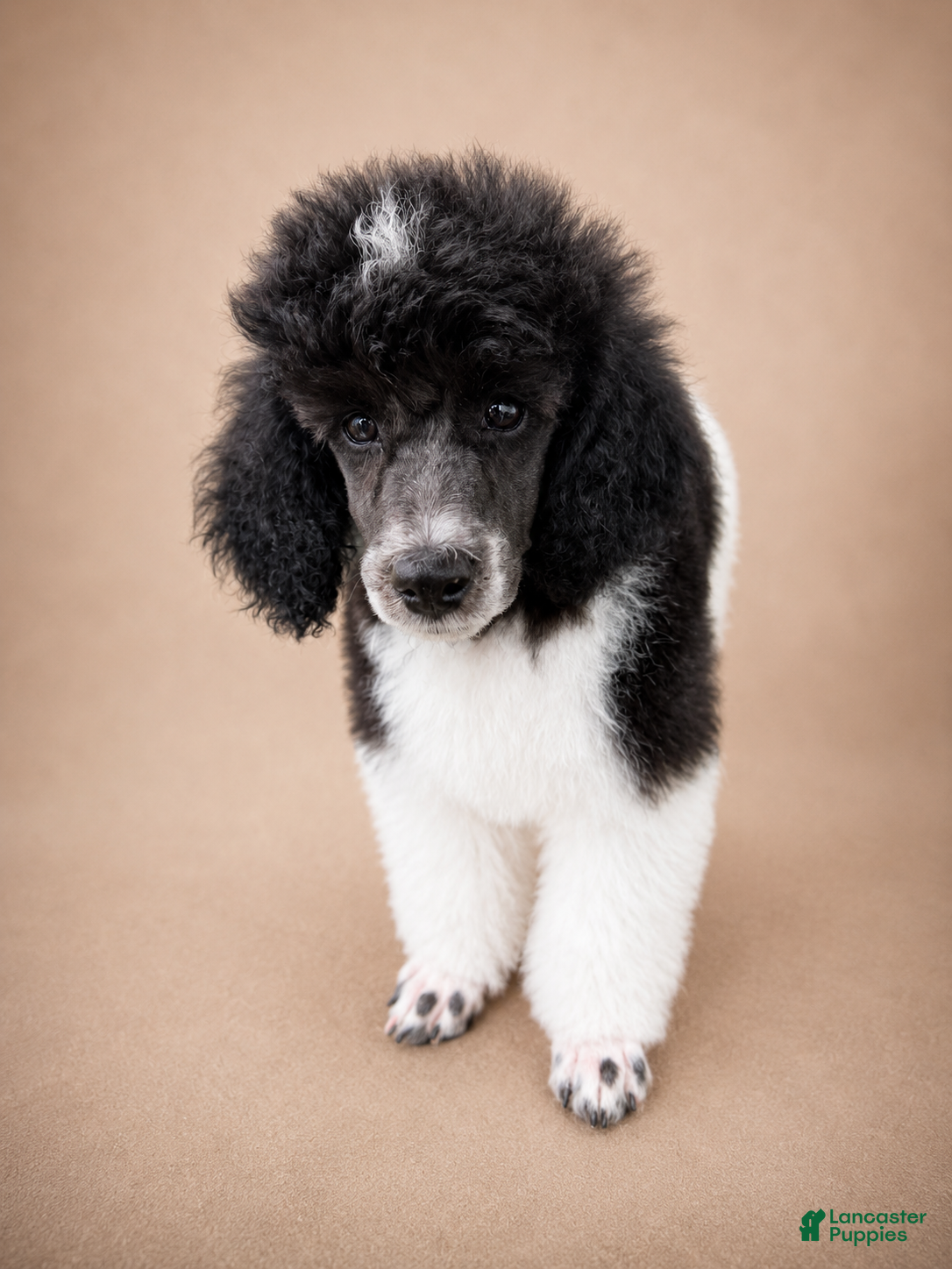 Miniature Poodle dogs Cora - Ad 2