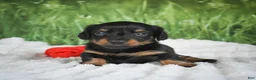 Miniature Dachshund dogs for sale: AKC Sierra - Ad 3