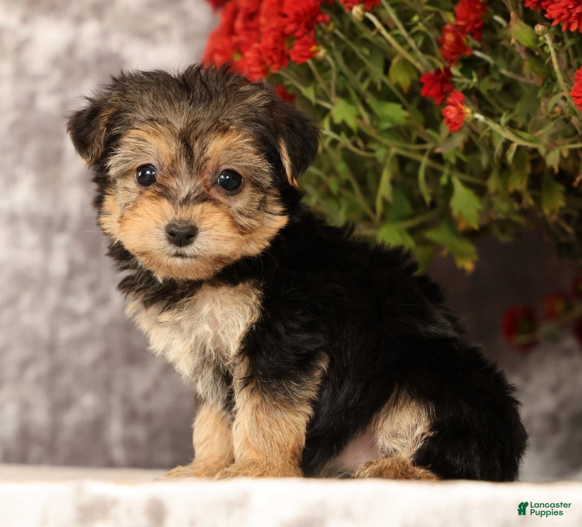 Yochon dogs for sale: Tessa - Ad 2