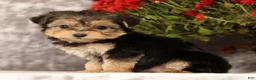 Yochon dogs for sale: Tessa - Ad 2