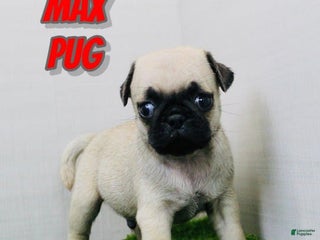 Pug dogs - Ad 29