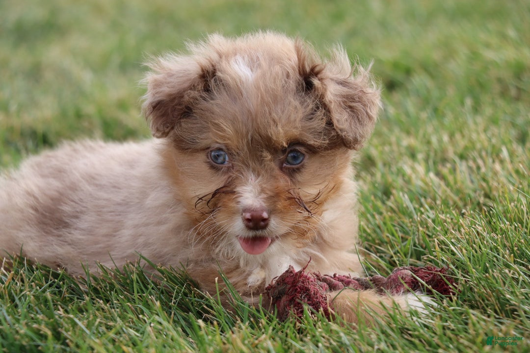 Mixed Breed dogs for sale:  dolly - Ad 4