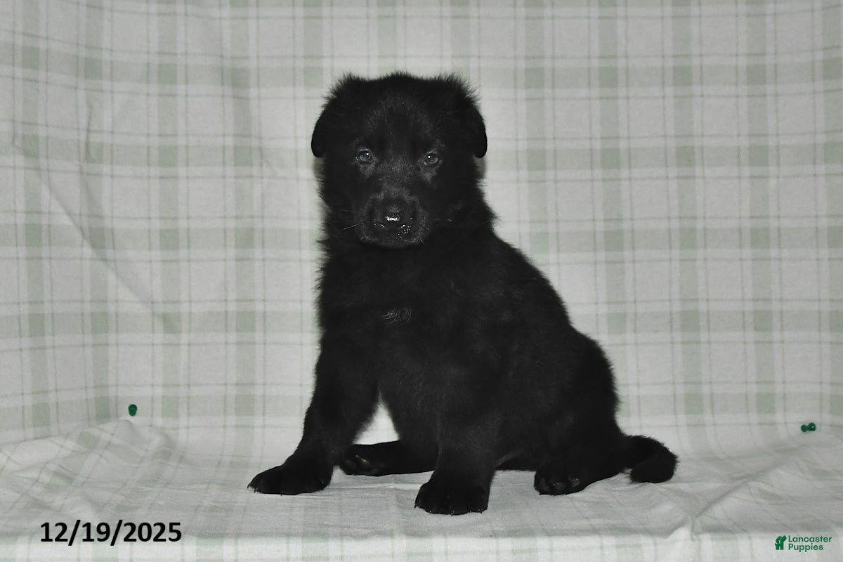 German Shepherd dogs Zander - Ad 19