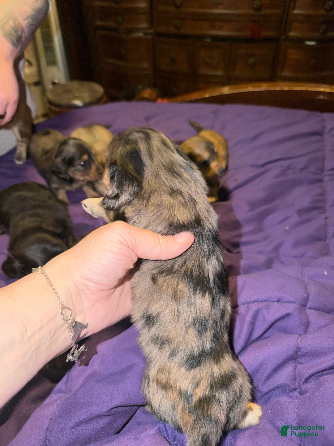 Miniature Dachshund dogs for sale: Black and cream dapple - Ad 8