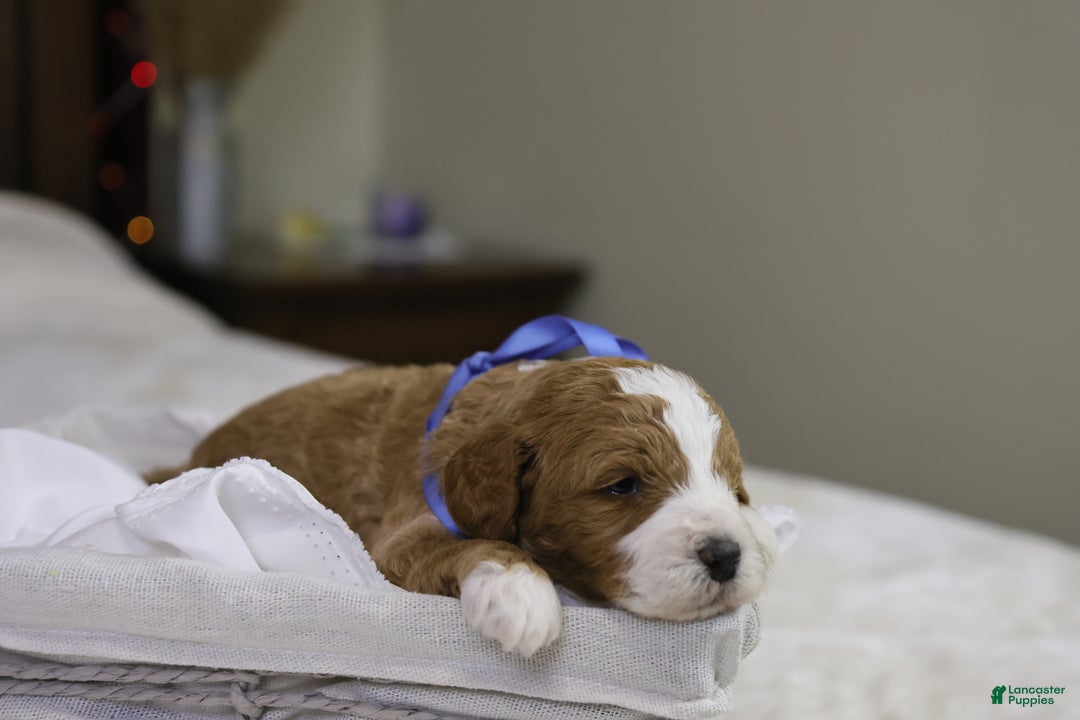 Goldendoodle dogs for sale: Hermey - Ad 3