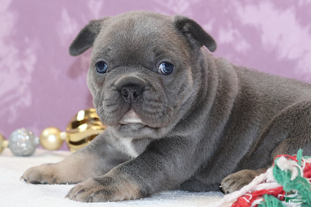 French Bulldog dogs for sale: Astro - Ad 5