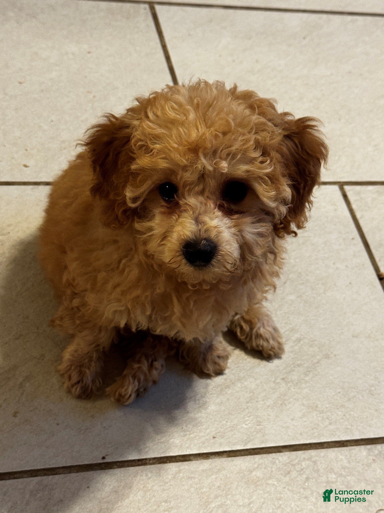 Dolly, Doodle / designer cross