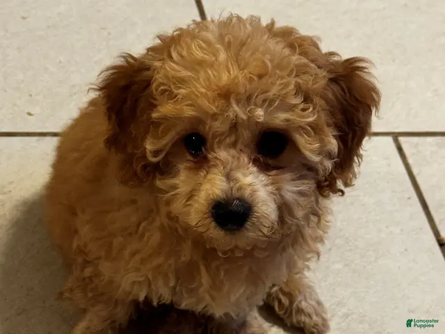 Miniature Labradoodle dogs for sale: Dolly - Ad 1