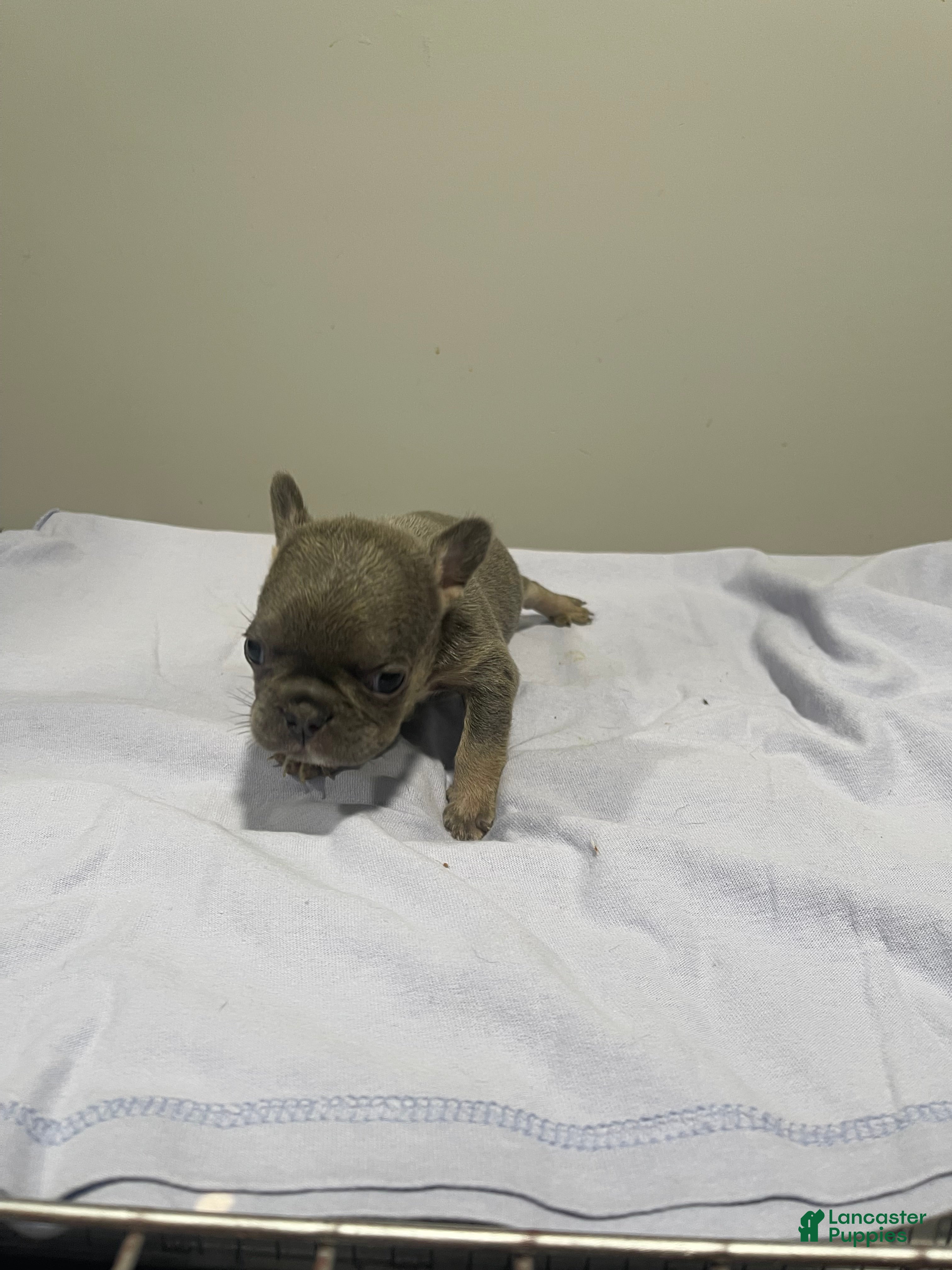 French Bulldog dogs French Bulldog Puppy 1 - Ad 7