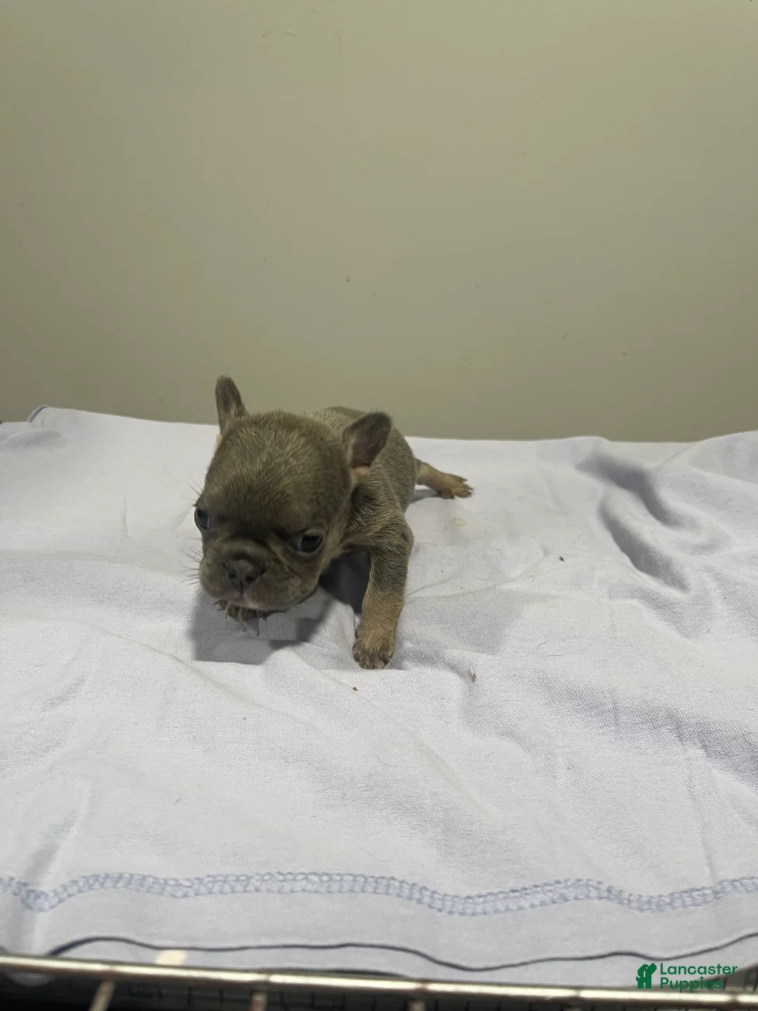 French Bulldog dogs for sale: French Bulldog Puppy 1 - Ad 1